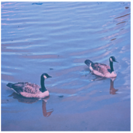 A picture of 2 Canadian geese swimming in a lake