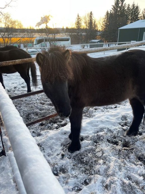 brown horse with long hair